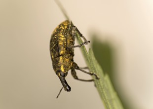 Greater thistle weevil (Larinus sturnus), Valais, Switzerland