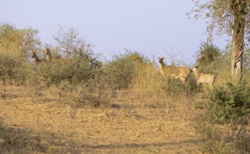 Nilgau antelope cows (Boselpahus tragocamelus) in the Thar Desert or Great Indian Desert, near
