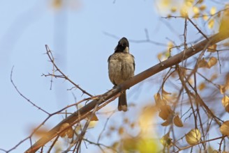 White-eared Bulbul (Pycnonotus leucotis) in the Thar Desert or Great Indian Desert, near Jaisalmer,