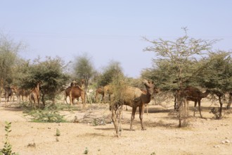 Dromedaries (Camelus dromedarius) feeding on trees in the Thar Desert or Great Indian Desert, near