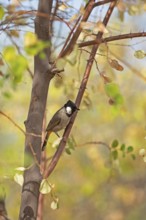 White-eared Bulbul (Pycnonotus leucotis) in the Thar Desert or Great Indian Desert, near Jaisalmer,