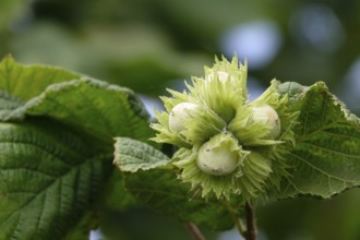 Hazelnut bush with hazelnuts, July, Germany