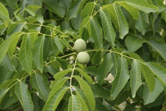 Walnut tree with walnuts, July, Germany