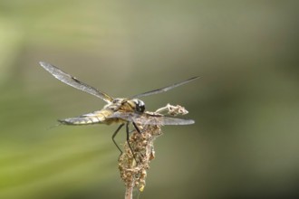 Dragonfly on a lake shore, July, Germany