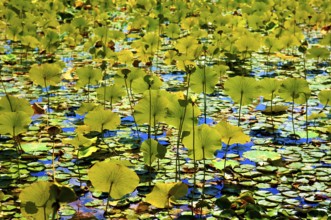Lotus leaves (Nelumbo lutea Willd.) backlit at Swartswoodlake, Swartswood, Sussex, New Jersey, USA