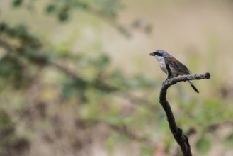 Red-backed shrike (Lanius collurio), Rhineland-Palatinate, Germany