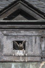 Young Common Kestrel (Falco tinnunculus) at the breeding site in Speyer Cathedral,