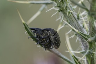 Grey plantain weevil (Mecinus pyraster), Rhineland-Palatinate, Germany