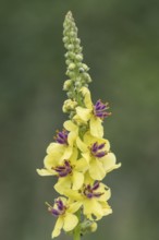 Dark mullein (Verbascum nigrum), Emsland, Lower Saxony, Germany