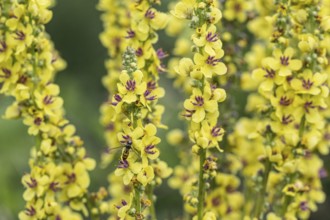 Dark mullein (Verbascum nigrum), Emsland, Lower Saxony, Germany