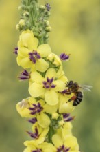 Dark mullein (Verbascum nigrum) with honeybee (Apis mellifera), Emsland, Lower Saxony, Germany