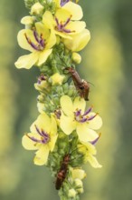 Dark mullein (Verbascum nigrum) with Cantharis livida (Cantharis livida), Emsland, Lower Saxony,