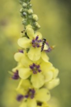 Dark mullein (Verbascum nigrum) with hoverfly (Sphaerophoria rueppelli), Emsland, Lower Saxony,