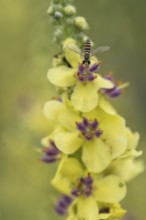 Dark mullein (Verbascum nigrum) with hoverfly (Spaerophoria rueppelli), Emsland, Lower Saxony,