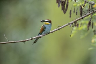 Bee-eater (Merops apiaster), Rhineland-Palatinate, Germany