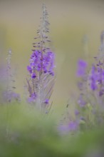 Willowherb (Epilobium angustifolium), Emsland, Lower Saxony, Germany