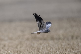 Montagu's harrier (Circus pygargus), Emsland, Lower Saxony, Germany