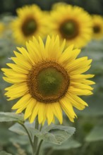Sunflowers (Helianthus annuus), Emsland, Lower Saxony, Germany