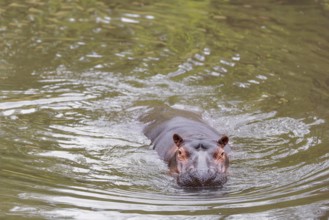An adult hippopotamus (Hippopotamus amphibius) swimming in a river