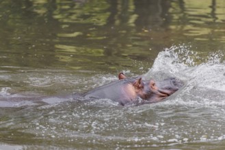 An adult male hippopotamus (Hippopotamus amphibius) shows aggression and defends its territory