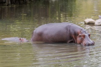 A baby hippopotamus (Hippopotamus amphibius) and its mother walk in shallow water