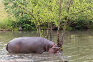 An adult hippopotamus (Hippopotamus amphibius) walks in shallow water