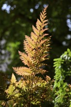Red veil fern (Dryopteris erythrosora)