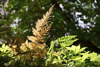 Red veil fern (Dryopteris erythrosora)