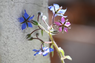 Flowers, annual borage, common borage, borage, cucumber herb, cucumber herb (Borago officinalis)