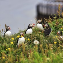 Puffin (Fratercula arctica) calling, meadow on bird cliffs, Borgarfjarðarhöfn near Bakkagerði,