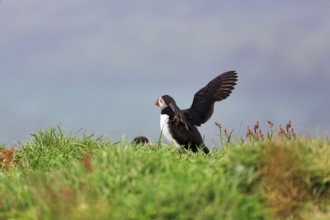 Puffin (Fratercula arctica) landing in a meadow, Borgarfjarðarhöfn near Bakkagerði, Bakkagerdi,