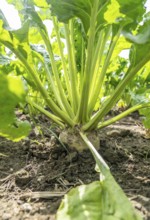 Sugar beet in a field, still growing, west of Kerken, on the Lower Rhine, North Rhine-Westphalia,
