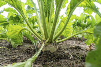Sugar beet in a field, still growing, west of Kerken, on the Lower Rhine, North Rhine-Westphalia,
