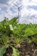 Sugar beet in a field, still growing, west of Kerken, on the Lower Rhine, wind farm, North