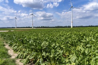 Sugar beet in a field, still growing, west of Kerken, on the Lower Rhine, wind farm, North