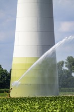Artificial irrigation with a sprinkler system in a field where sugar beet is grown, hose reel, wind
