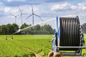 Artificial irrigation with a sprinkler system in a field where carrots are grown, hose reel, wind