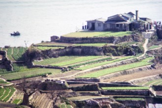 Captioned as 'Terrace farming', Pok Fu Lam, Hong Kong, Asia 1964