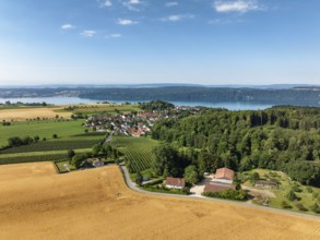 Luftbild vom Bodensee mit der Ortschaft Hödingen, umgeben von erntereifen Getreidefeldern,