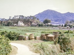 Farmland used for market gardening, Tai Po, New Territories, Hong Kong, Asia, 1964