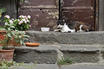 Domestic cat dozing on steps at house entrance, alley in historic centre, Bracciano, metropolitan