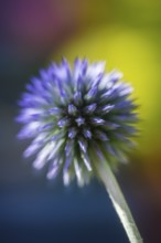 Drüsenblättrige Kugeldistel (Echinops sphaerocephalus), Blütenstand, Nahaufnahme, Makro,