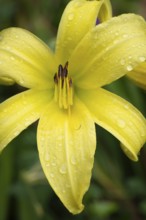 Blüte der Gelben Taglilie (Hemerocallis lilioasphodelus), Nahaufnahme, Makro, Baden-Württemberg,