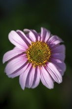 Purpur-Sonnenhut (Echinacea purpurea), Nahaufnahme, Makro, Baden-Württemberg, Deutschland