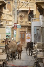 Sacred cows in the old town of Jaisalmer, Rajasthan, India