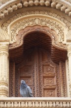 Domestic pigeon (Columba livia domestica) on the balcony of a haveli or merchant's house in the old
