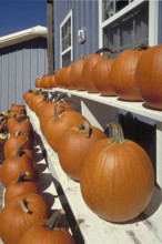 Sale of Hokkaido pumpkins, New Jersey, USA