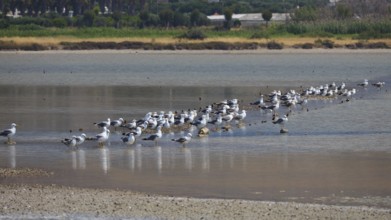 Large group of birds on the shore of a shallow body of water in a natural environment, salt lake,