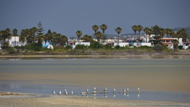 Beach scene with seagulls and palm trees against a backdrop of holiday homes, salt lake, Tigaki,