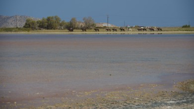 A group of horses on the shore of a lake with deep blue water, salt lake, Tigaki, nature reserve,